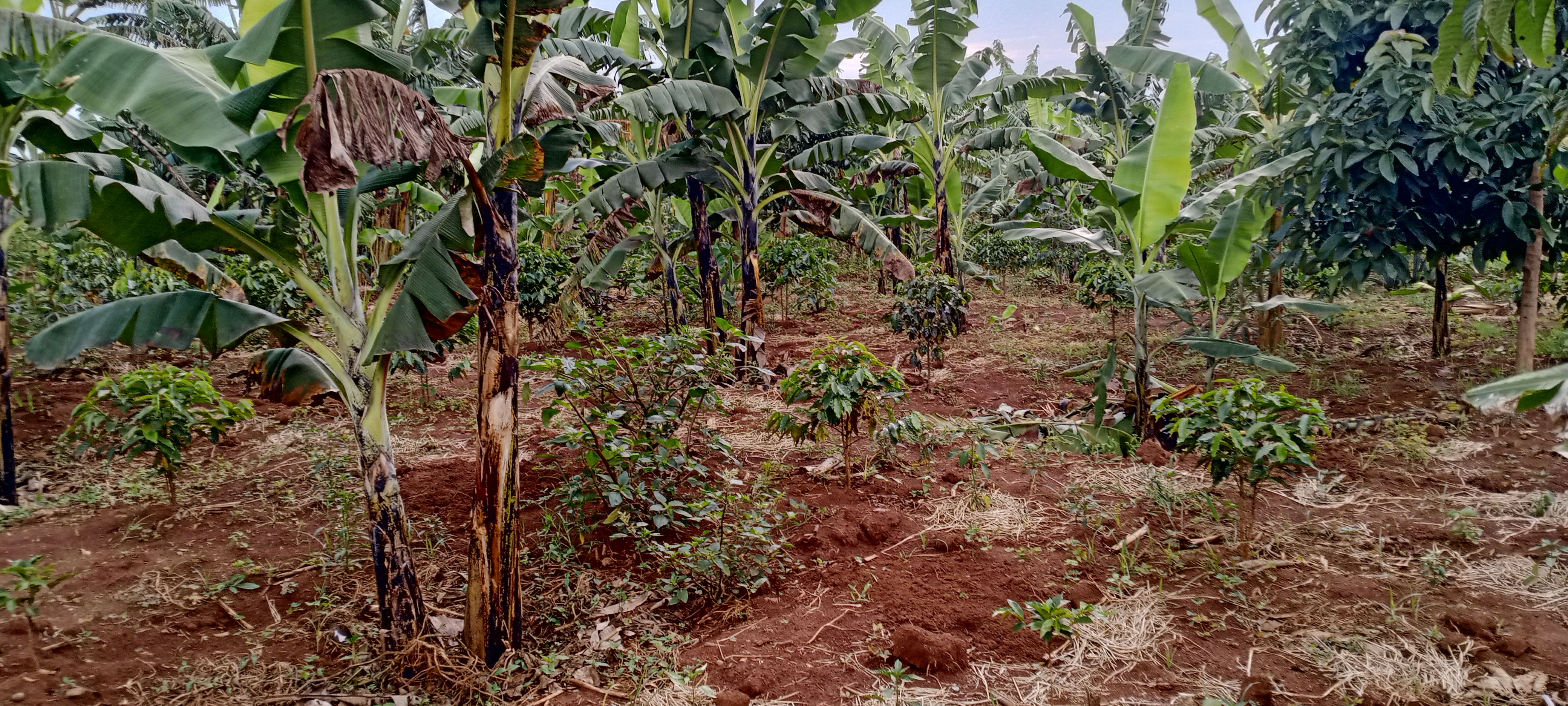 Humanitarian and Disaster Response